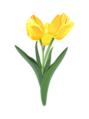 Bouquet of yellow tulips. Vector stock illustration eps10.