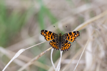 Motyl rusałka kratkowiec na wiosennej łące