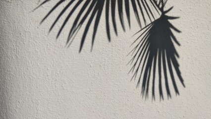 The shadow of a palm leaf on a concrete background. Summer holiday atmosphere.