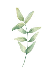 Watercolor illustration of green leaf, twig, branch isolated on white  background.