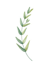 Watercolor illustration of green leaf, twig, branch isolated on white  background.