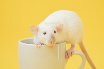Cute white dumbo rat over yellow background