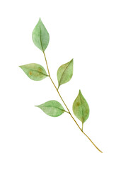 Watercolor illustration of green leaf, twig, branch isolated on white  background.