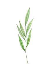 Watercolor illustration of green leaf, twig, branch isolated on white  background.