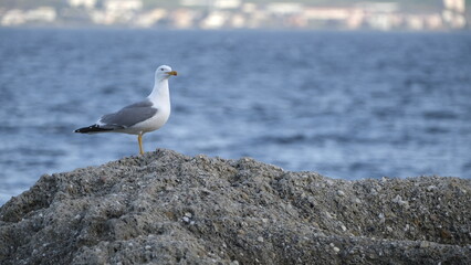 seagull