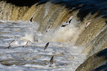 Fishes go for spawning upstream. Vimba jumps over waterfall on the Venta River. Kuldiga, Latvia.