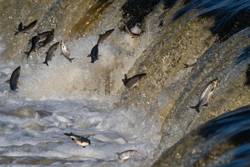 Fishes go for spawning upstream. Vimba jumps over waterfall on the Venta River. Kuldiga, Latvia. - obrazy, fototapety, plakaty