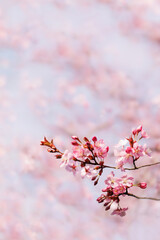 Spring Cherry blossoms, Sakura pink flowers. Copy space. - 502648186