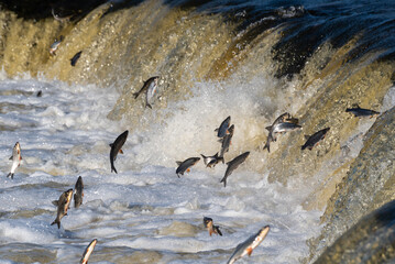 Fishes go for spawning upstream. Vimba jumps over waterfall on the Venta River. Kuldiga, Latvia.