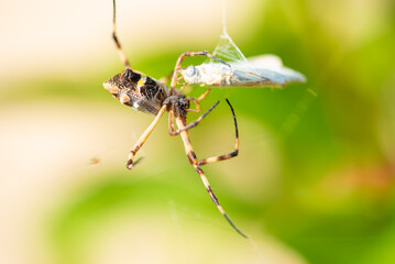 Spider, beautiful silver spider wrapping a butterfly in its web, natural light, selective focus.