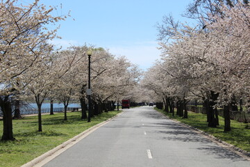 Amazing Blue Sky Cherry Blossoms East Potomac Park