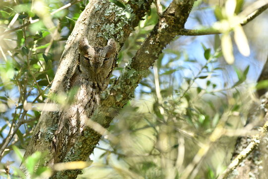 Autillo Europeo camuflado entre la arboleda.