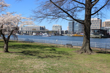 Obraz premium Sunny Day Pink Cherry Blossom Trees The Wharf