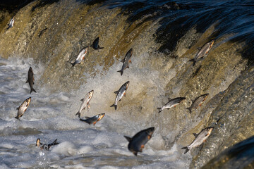 Fishes go for spawning upstream. Vimba jumps over waterfall on the Venta River. Kuldiga, Latvia.