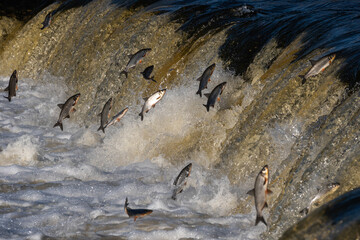 Fishes go for spawning upstream. Vimba jumps over waterfall on the Venta River. Kuldiga, Latvia.