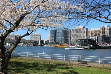 Boats Docked Cherry Blossom Trees The Wharf Waterfront DC
