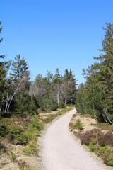 Hiking in the Black Forest National Park