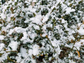 Fresh snow on a wooden bush. Snowy cold weather