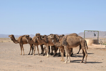 Camellos junto a un pozo de agua en la desértica región de Souss Massa Draa en el sur de Marruecos - obrazy, fototapety, plakaty