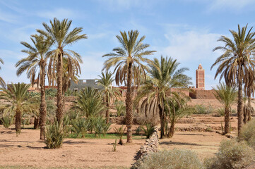 Fototapeta na wymiar Palmeral y mezquita en la zona de Erfoud, en el sur de Marruecos