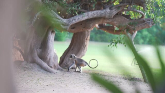 Indian monkey