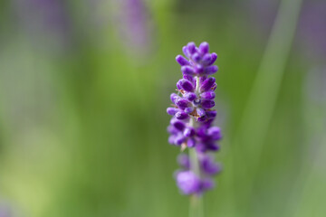 Obraz premium Close-up of buds of blue lavender