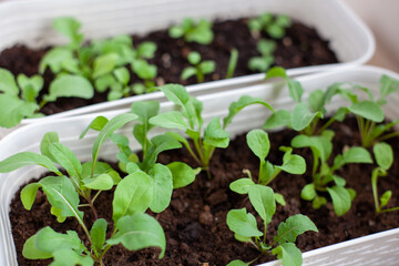 home gardening, close-up green sprouts