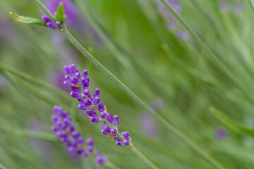 Close-up of buds and stems of blue lavender