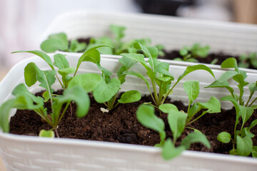 home gardening, close-up green sprouts