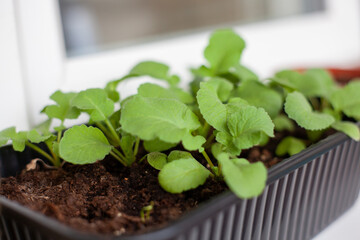 home gardening, close-up green sprouts