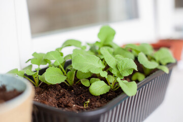 home gardening, close-up green sprouts