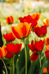 A field with beautiful blooming red tulips in spring