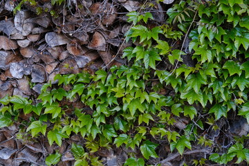 ivy on a wood pile