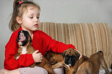 a little girl at home on the couch plays with small German boxer puppies. the concept of friendship and trust between children and dogs