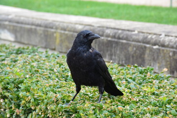 Raven