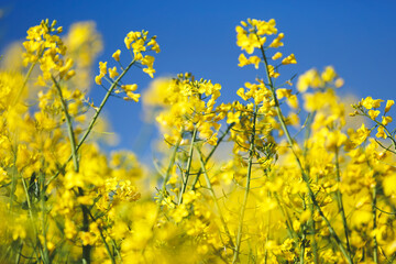 Obraz premium Rapeseed canola blossoms. Rapeseed blossoms blooming i against a blue sky. Selective focus, copy space