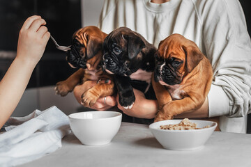 in the family, during their breakfast, mother and child feed three little puppies from a spoon at...