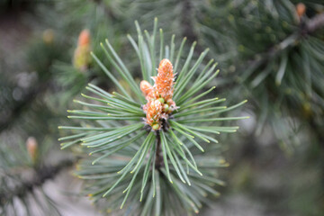 Naklejka na ściany i meble A twig of pine and a young pine cone. High quality photo