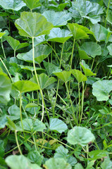 Mallow, Malva pusilla, Malva rotundifolia grows in nature in summer