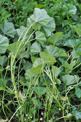 Mallow, Malva pusilla, Malva rotundifolia grows in nature in summer