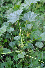 Mallow, Malva pusilla, Malva rotundifolia grows in nature in summer