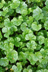 Mallow, Malva pusilla, Malva rotundifolia grows in nature in summer