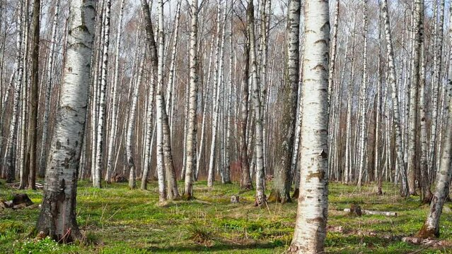 Panorama of a birch grove on green grass in a natural park in cloudy weather, the first days of spring, green leaves begin to appear, nobody