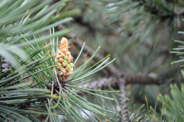 A twig of pine and a young pine cone. High quality photo