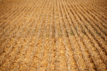 harvest of wheat almost finished