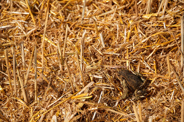 harvest of wheat almost finished