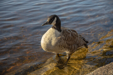 A Canadian Goose (Branta canadensis) sitting by the shore of a brook in sunlight