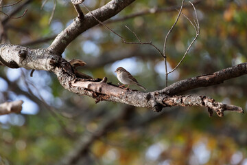 A sparrow (passer domesticus) perched on a tree branch