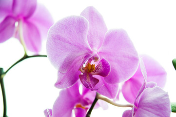 Fototapeta na wymiar Blooming purple orchid on the white background