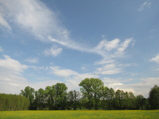 Feld mit Blumen und Bäumen unter blauem Himmel mit zarten Wolken